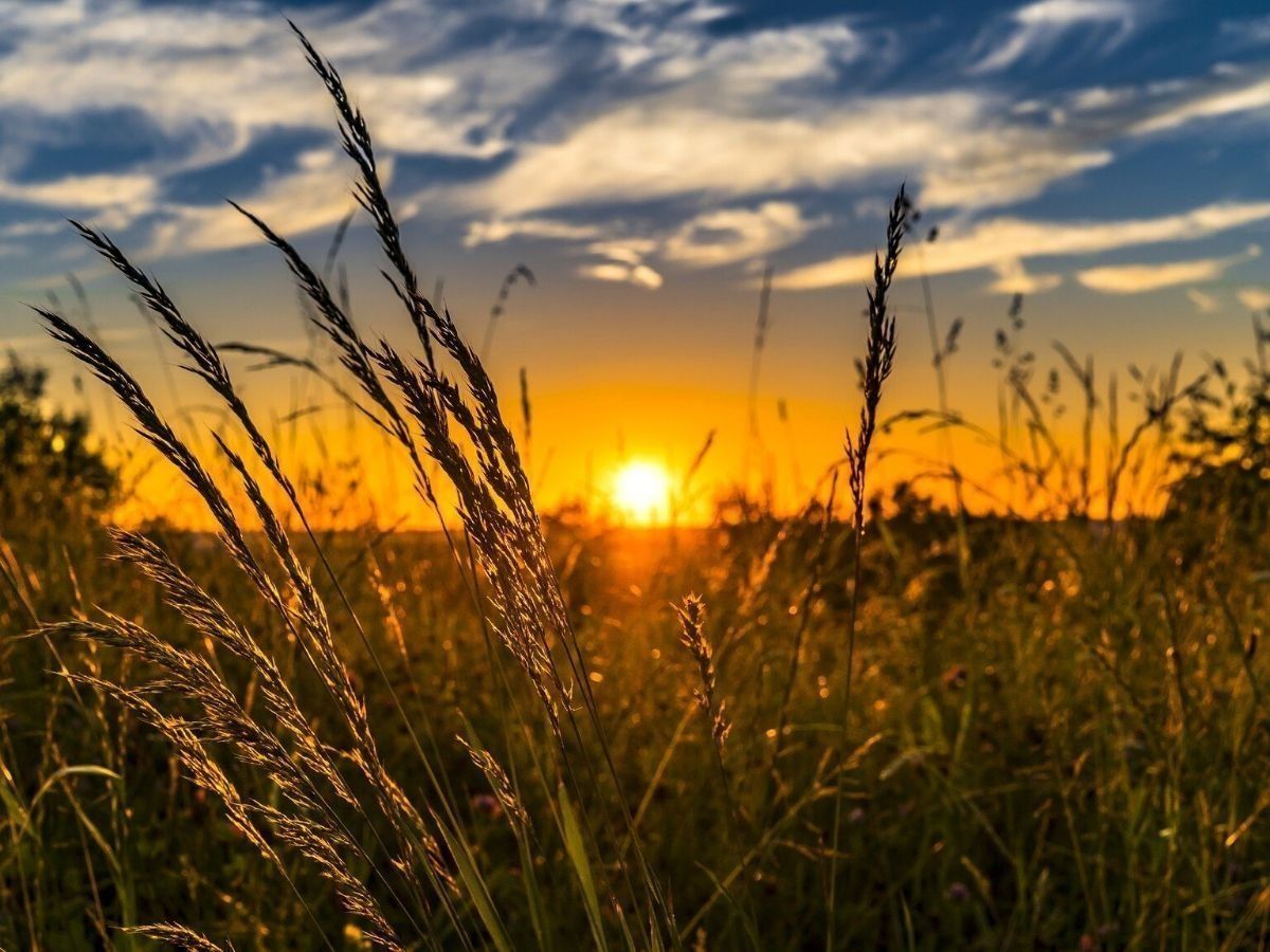 budget-winner-can-agriculture-be-the-dark-horse-in-budget-2021